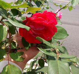 云南金边玫瑰花和墨红玫瑰花吃法与用法