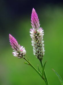 花细长像麦穗头部是粉色中间是白色是什么花,见图 